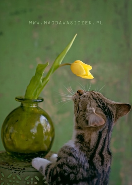 gato y tulipan amarillo imagenes y arte magda wasiczek