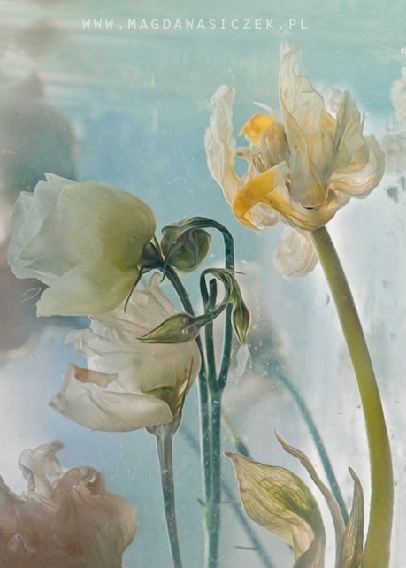 flores blancas dentro de agua imagenes y arte magda wasiczek