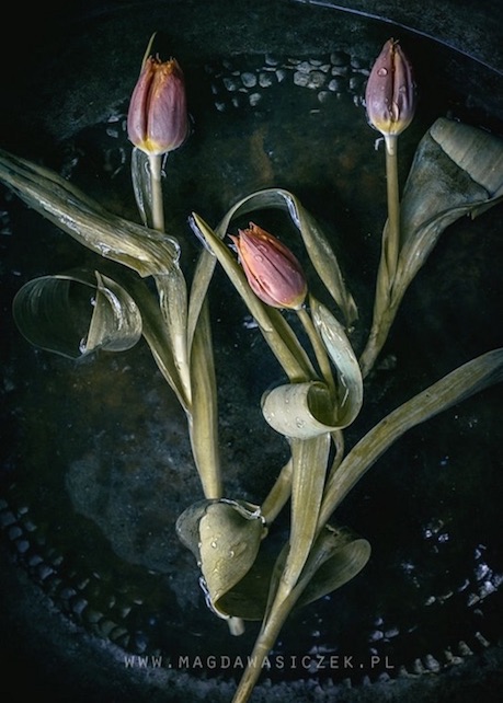 tulipanes cerrados imagenes y arte magda wasiczek