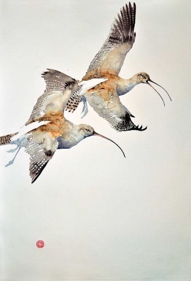 colibris imagenes y arte kark martens