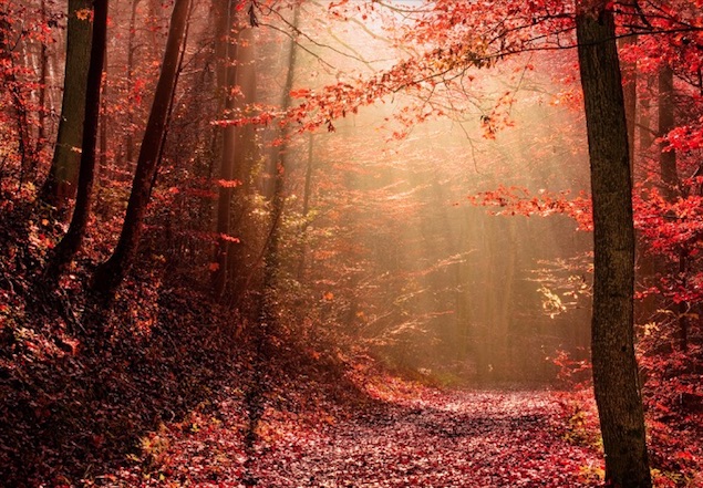 bosque con hojas rojas imagenes y arte Robin Halioua
