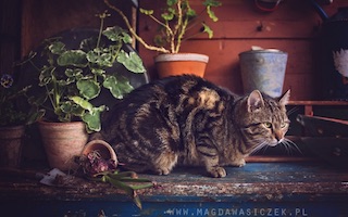 gato con macetas imagenes y arte Magda Wasiczek