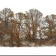 bosque dorado textiles entre pintura y escultura Lesley Richmond imagenes y arte